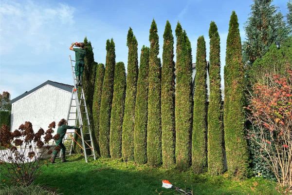 Thuja Schnitt München, Ab durch die Hecke